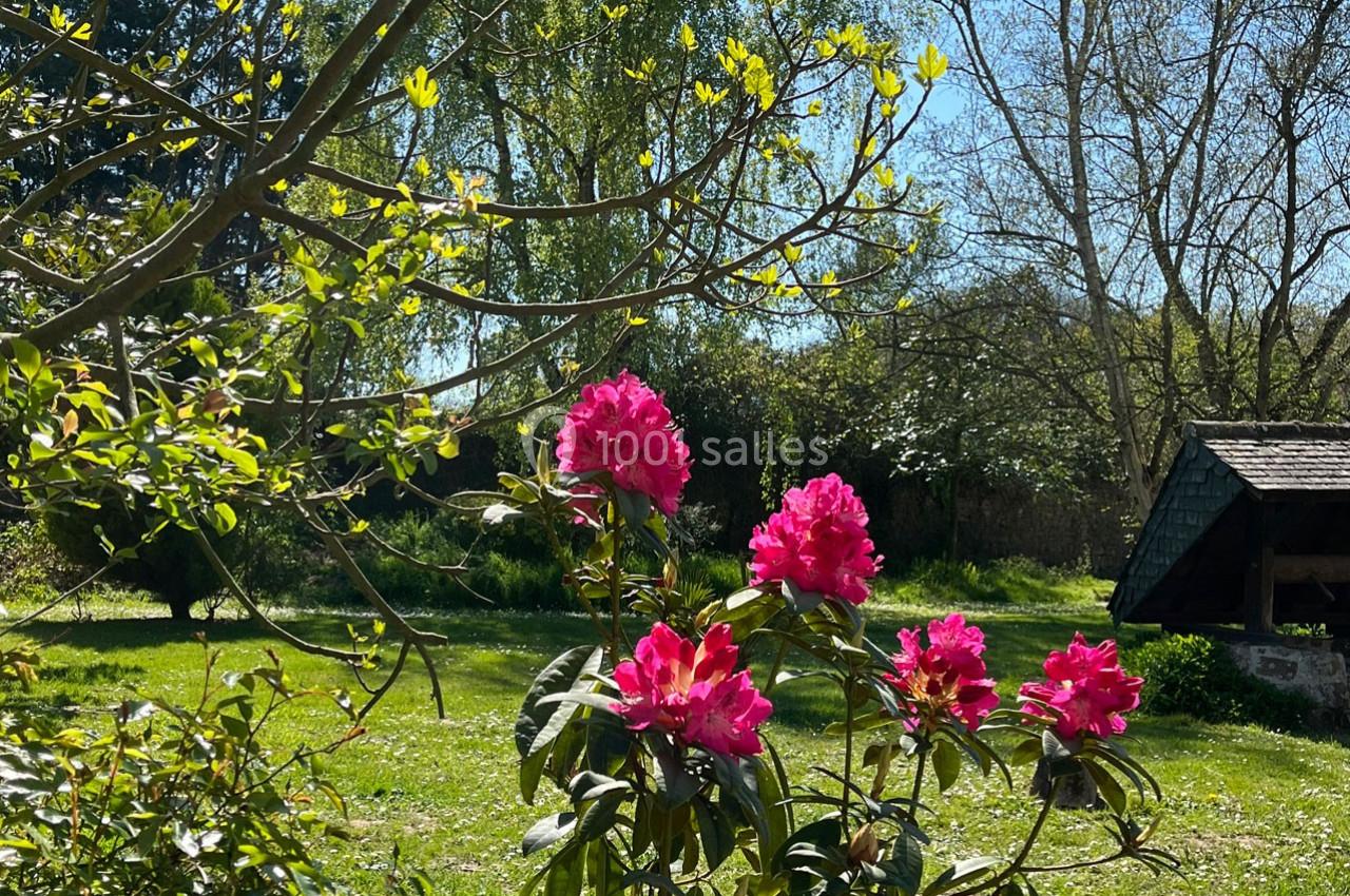 Arbuste de rhododendrons roses en fleurs dans un jardin verdoyant, sous un ciel bleu ensoleillé.