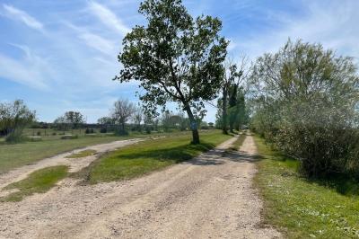 Deux chevaux blancs derrière une clôture en bois, entourés d'herbes hautes sous un ciel bleu.