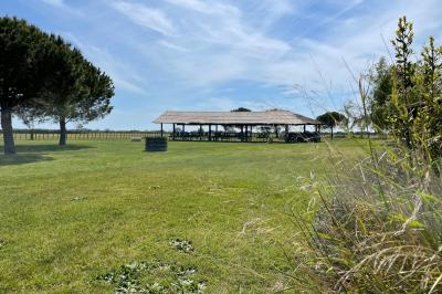 Deux chevaux blancs derrière une clôture en bois, entourés d'herbes hautes sous un ciel bleu.