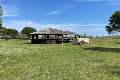 Deux chevaux blancs derrière une clôture en bois, entourés d'herbes hautes sous un ciel bleu.
