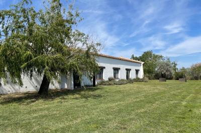 Deux chevaux blancs derrière une clôture en bois, entourés d'herbes hautes sous un ciel bleu.