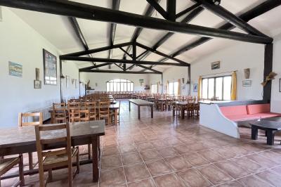 Deux chevaux blancs derrière une clôture en bois, entourés d'herbes hautes sous un ciel bleu.