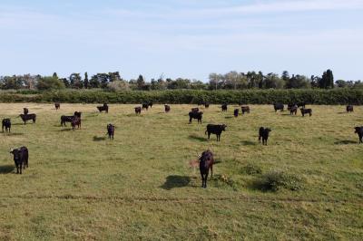 Deux chevaux blancs derrière une clôture en bois, entourés d'herbes hautes sous un ciel bleu.