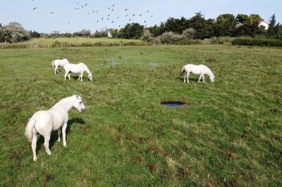 Deux chevaux blancs derrière une clôture en bois, entourés d'herbes hautes sous un ciel bleu.