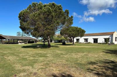 Deux chevaux blancs derrière une clôture en bois, entourés d'herbes hautes sous un ciel bleu.
