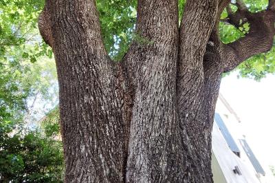 Location salle Clermont-l'Hérault (Hérault) - Mas Aubrilha #35