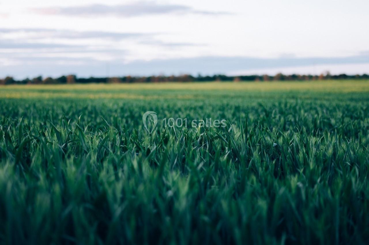 Champ de blé vert s'étendant à perte de vue sous un ciel partiellement nuageux.
