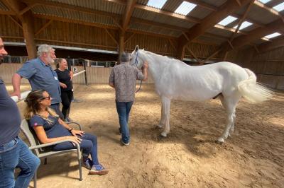 Du Cheval à L'homme