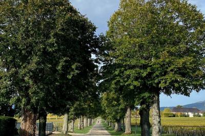 Location salle Belleville-en-Beaujolais (Rhône) - Domaine de la Noiseraie #19