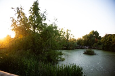 Étang entouré de végétation dense au coucher du soleil, avec une lumière dorée illuminant les arbres et l'eau.