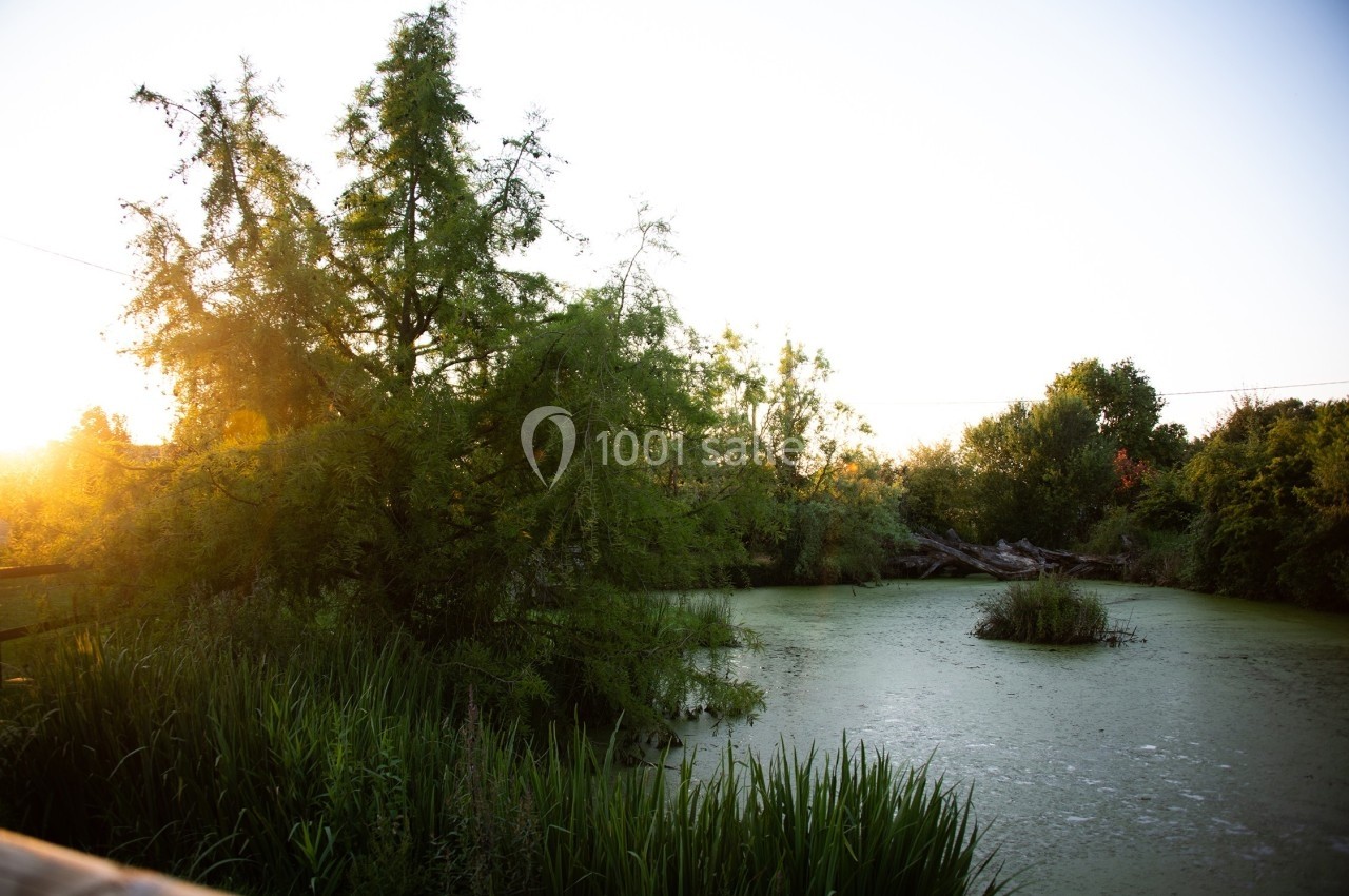 Étang entouré de végétation dense au coucher du soleil, avec une lumière dorée illuminant les arbres et l'eau.