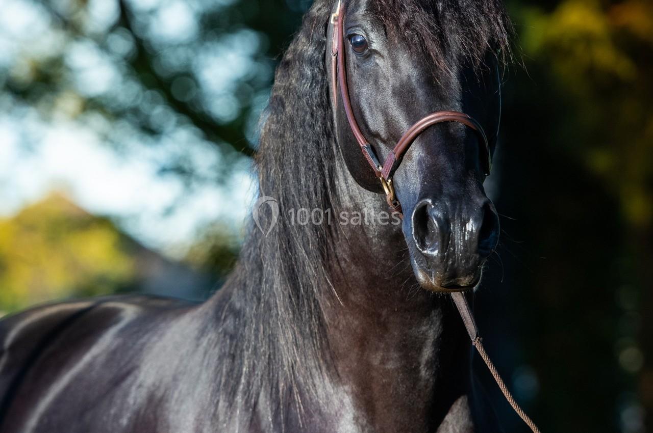 Cheval noir au pelage brillant, tenu en longe, debout dans un environnement naturel avec des arbres en arrière-plan.