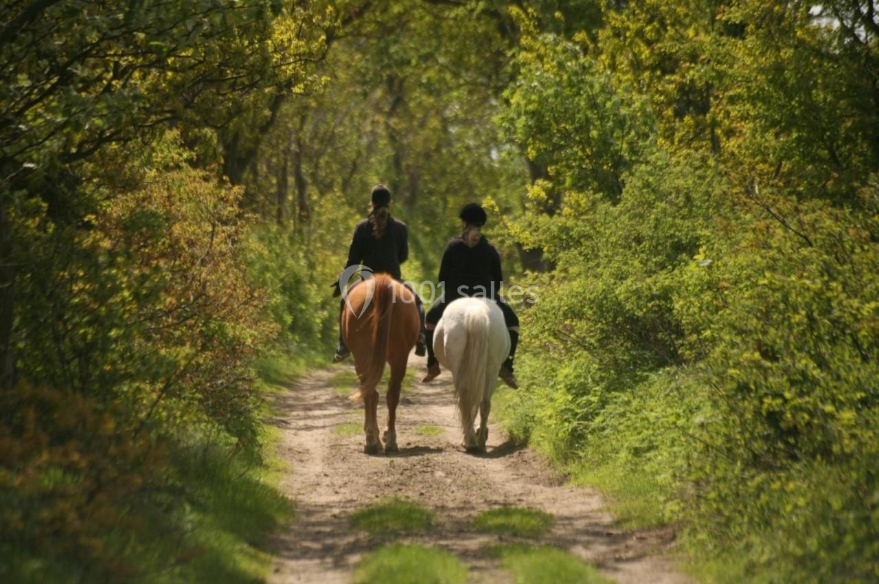 Deux cavaliers montent des chevaux sur un chemin forestier entouré de verdure.
