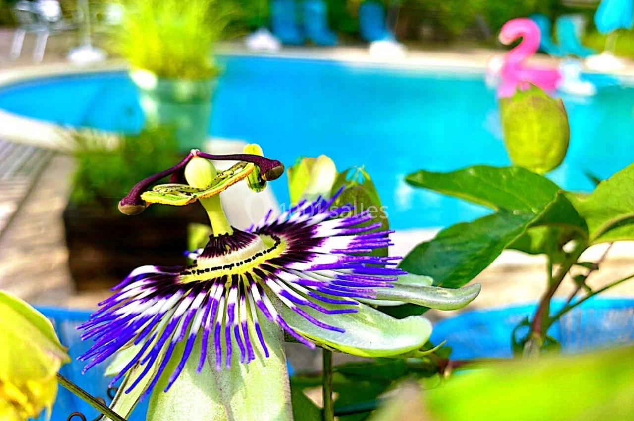 Location salle Sainte-Bazeille (Lot-et-Garonne) - Château Bel'Ange #33