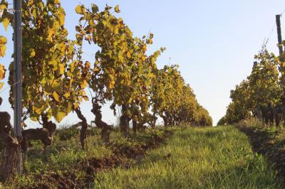 Coffret de trois bouteilles de vin rosé Château Icla posé devant des vignes en hiver.