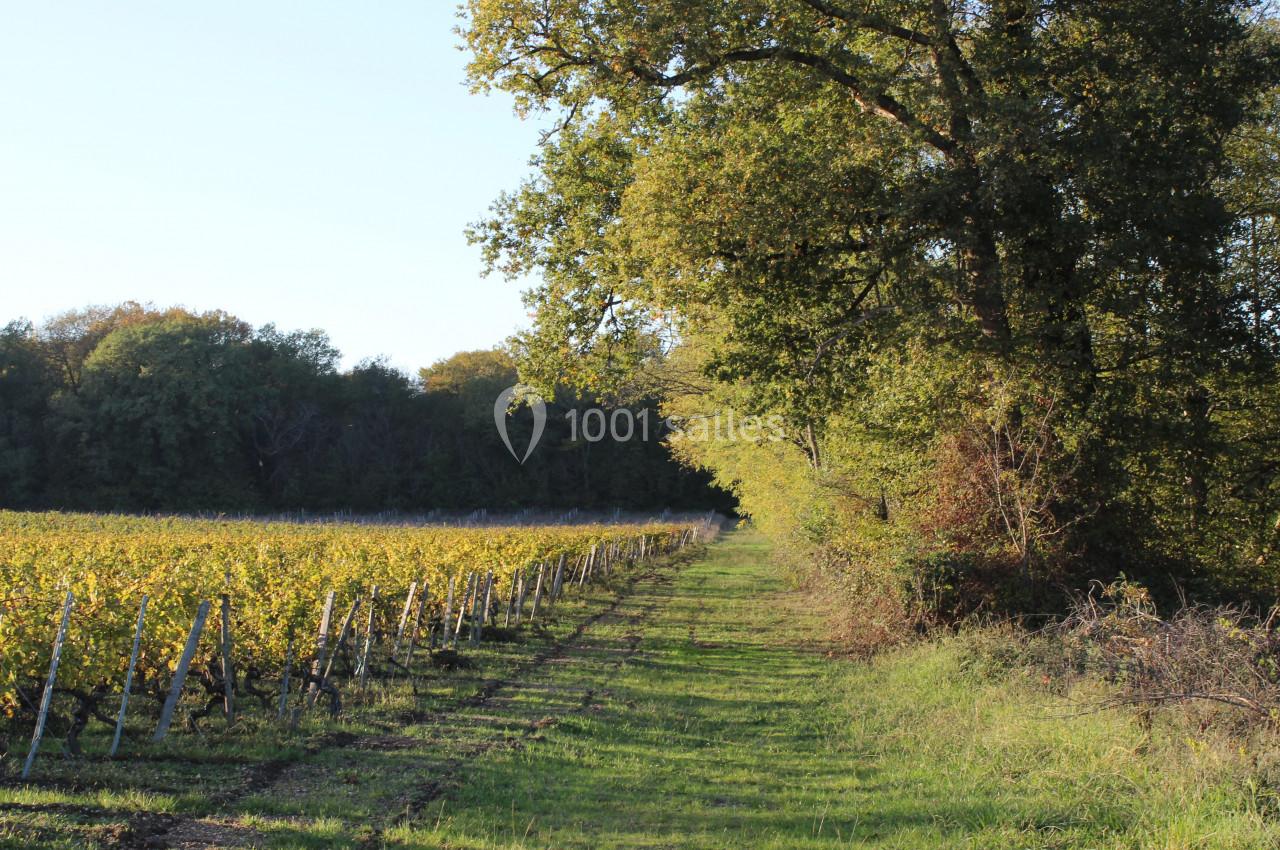 Rangée de vignes bordée d'un chemin herbeux et d'arbres sous un ciel dégagé.