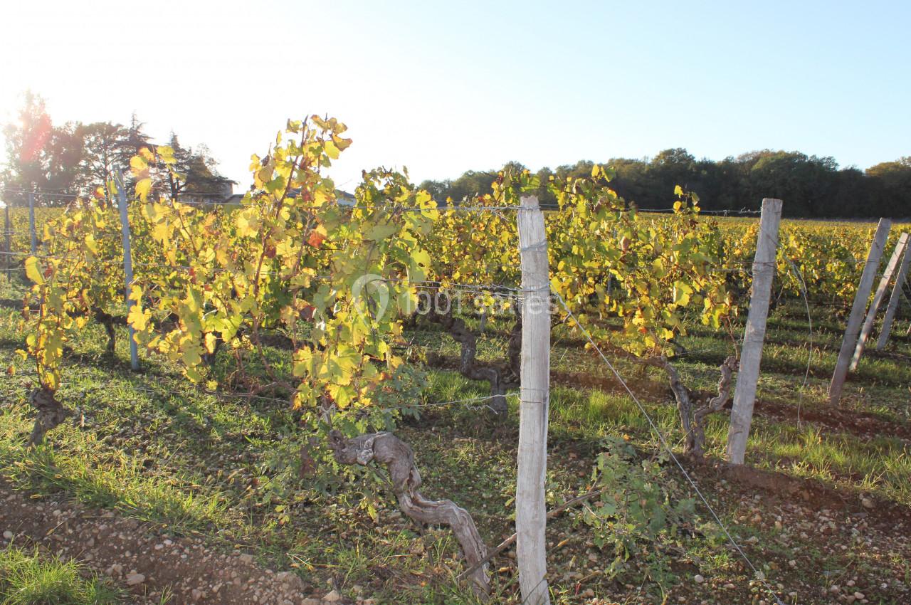 Vignes alignées avec des feuilles jaunies par l'automne, éclairées par une lumière douce en fin de journée.