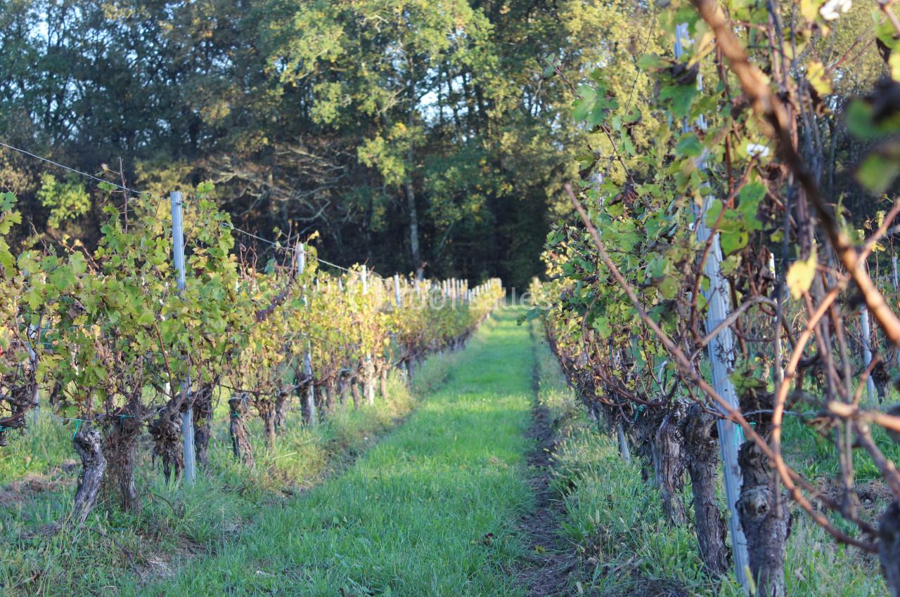 Vignes alignées dans un champ verdoyant, bordées d'arbres sous une lumière douce en fin de journée.