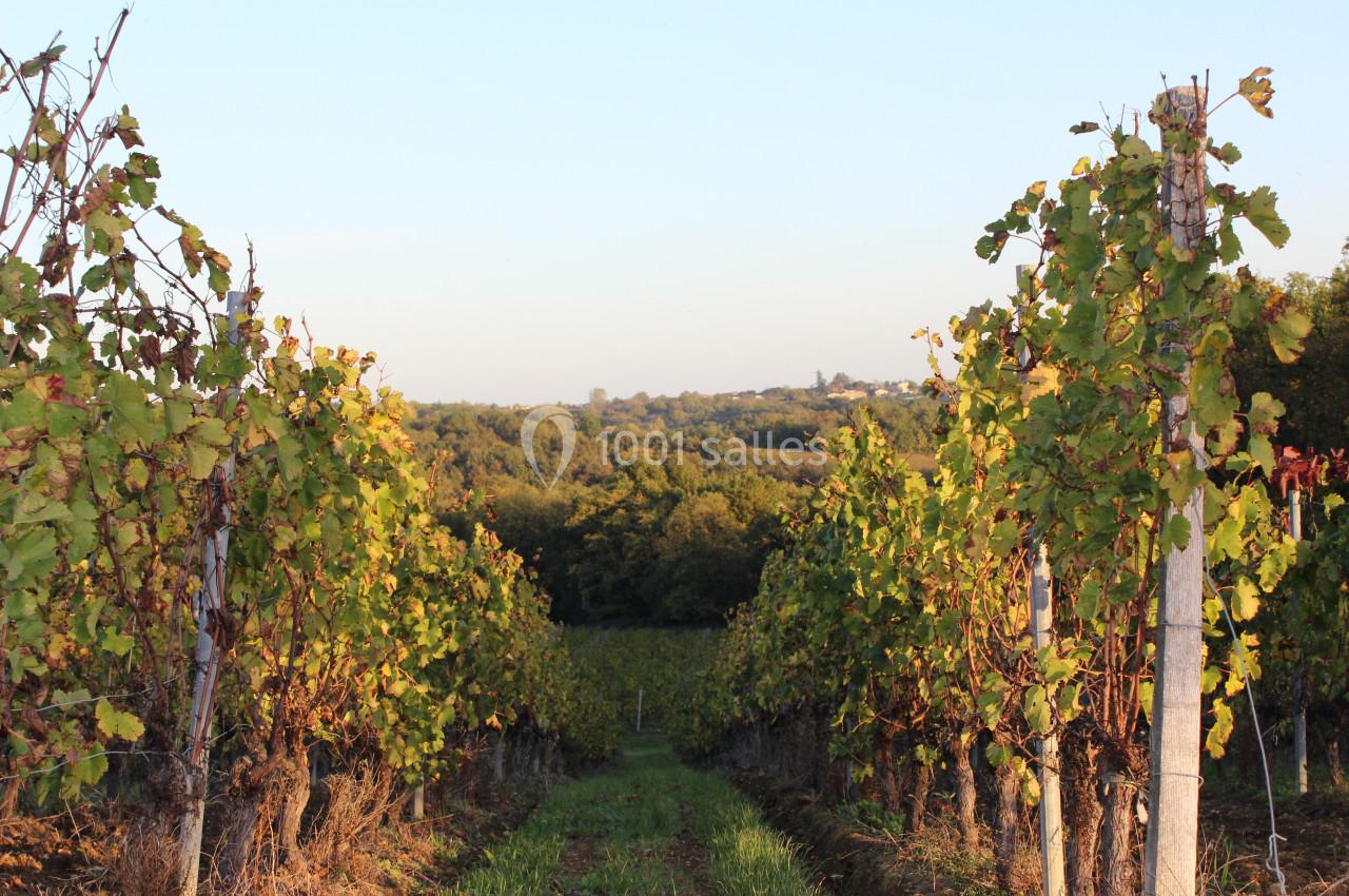 Vignes alignées dans un paysage rural au coucher du soleil, avec des collines verdoyantes en arrière-plan.