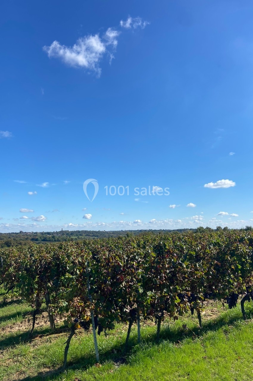 Location salle Saint-Genès-de-Lombaud (Gironde) - Domaine du Château Icla #19 Vignes verdoyantes sous un ciel bleu parsemé de quelques nuages, paysage rural ensoleillé.