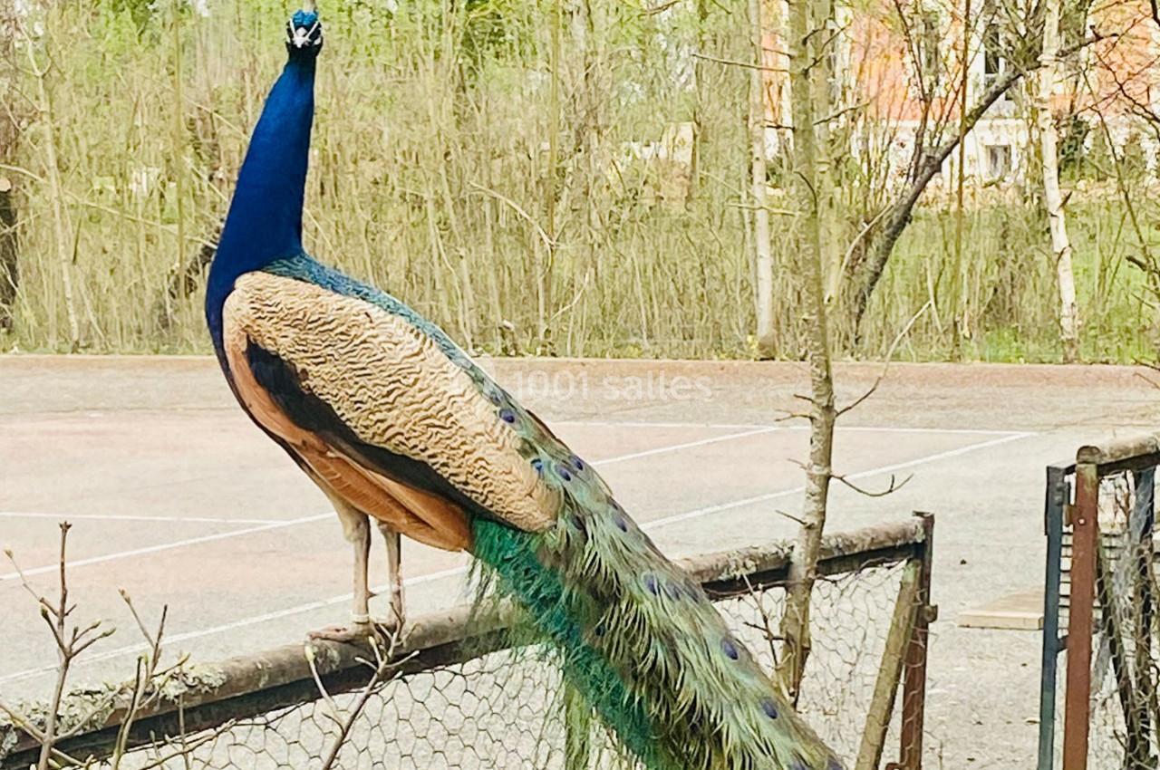 Location salle Nainville-les-Roches (Essonne) - Le Château Nainville les Roches #37