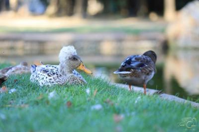 Location salle Nainville-les-Roches (Essonne) - Le Château Nainville les Roches #37