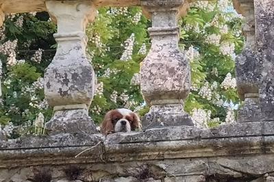 Location salle Château-l'Évêque (Dordogne) - Château L'Evêque en Périgord #12