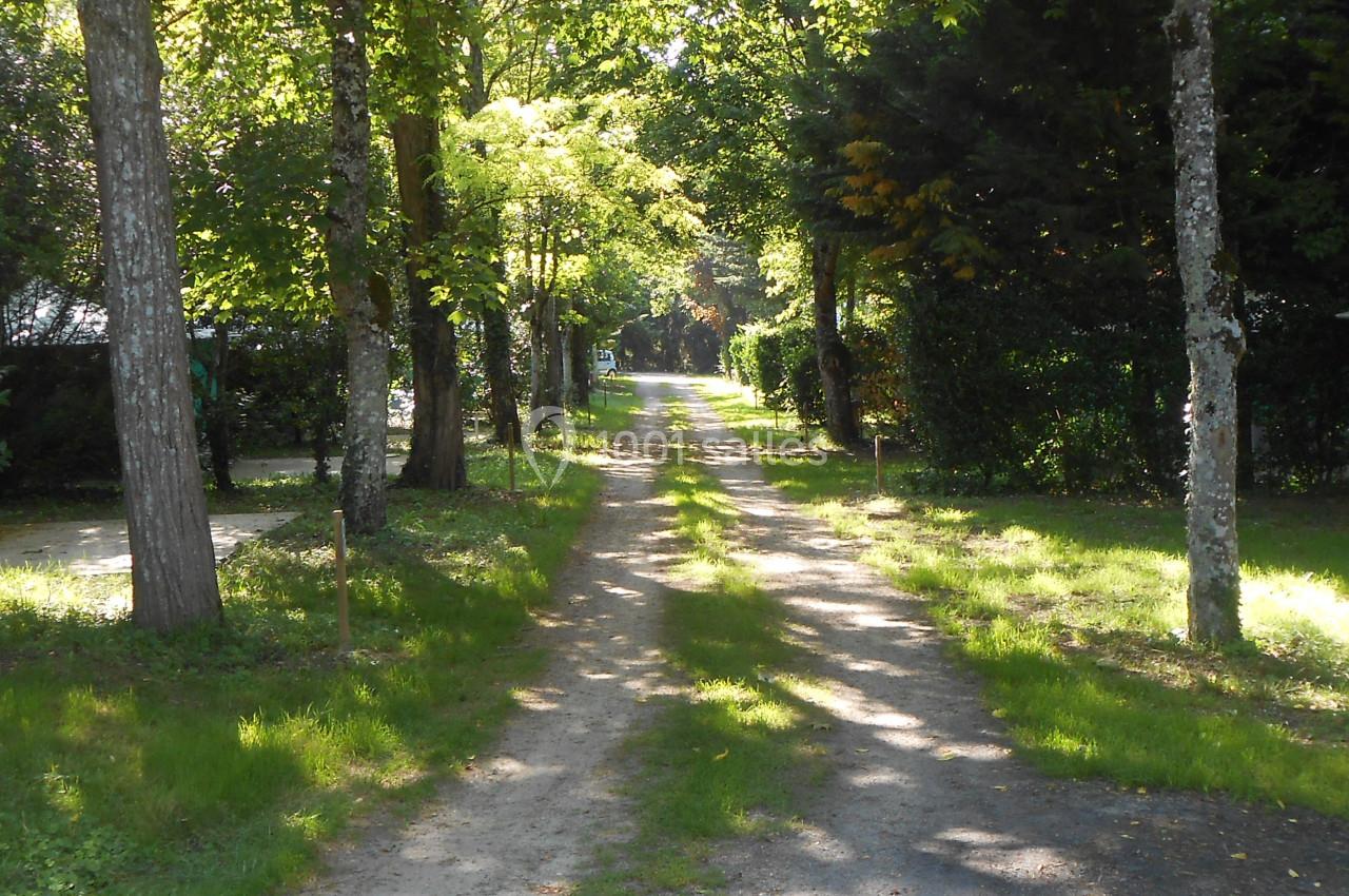 Chemin de terre bordé d'arbres sous une lumière naturelle, traversant un espace verdoyant.