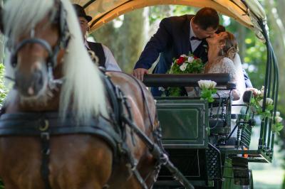 Un couple s'embrasse tendrement dans un cadre naturel entouré de branches d'olivier.