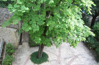 Plan dessiné à la main d'un jardin avec piscine, oliveraie, pelouse, orangerie et divers aménagements paysagers.