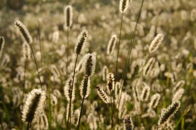 Location salle Lion-en-Sullias (Loiret) - Le Hameau du Perrat #50