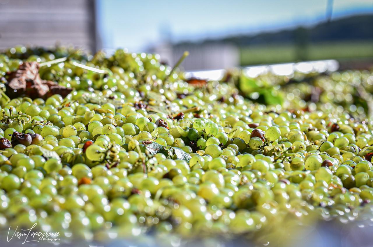 Raisins verts fraîchement récoltés étalés sur une surface, avec un paysage flou en arrière-plan.