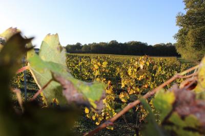 Coffret de trois bouteilles de vin rosé Château Icla posé devant des vignes en hiver.