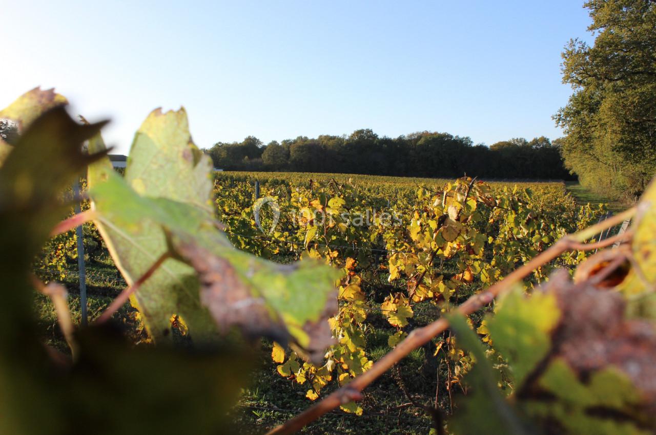 Vignes verdoyantes et feuillages d'automne sous un ciel dégagé, bordées par une forêt en arrière-plan.
