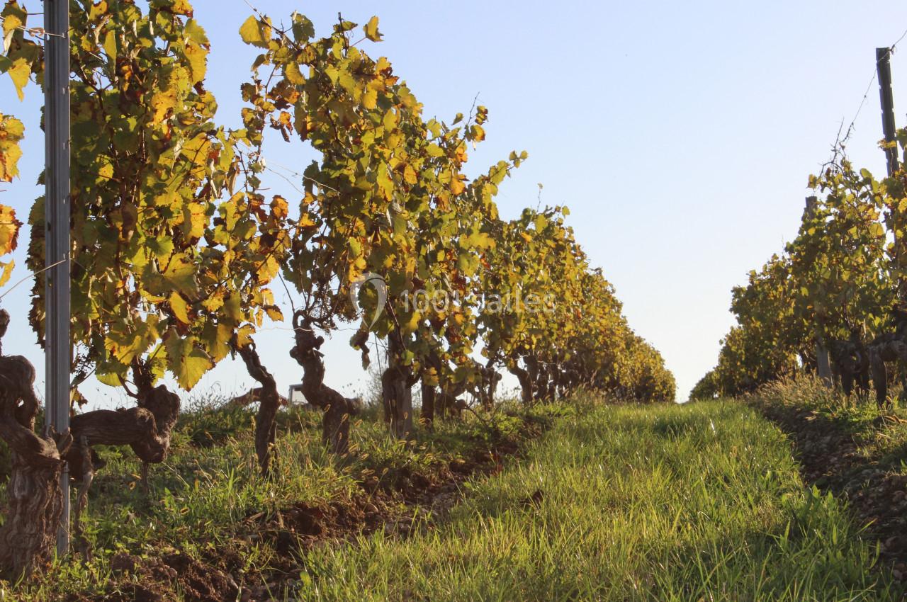 Vignes alignées avec des feuilles jaunissantes sous un ciel dégagé, vue depuis un rang herbeux.