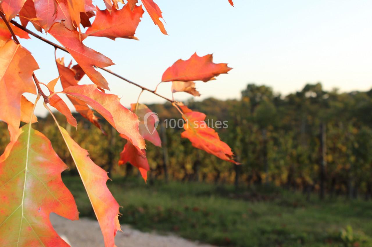 Feuilles d'automne rouges et orange sur une branche, avec un vignoble flou en arrière-plan sous un ciel clair.