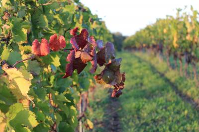 Coffret de trois bouteilles de vin rosé Château Icla posé devant des vignes en hiver.