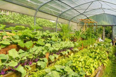 Fleurs roses et violettes aux pétales rayés disposées en motif serré sur une surface beige.