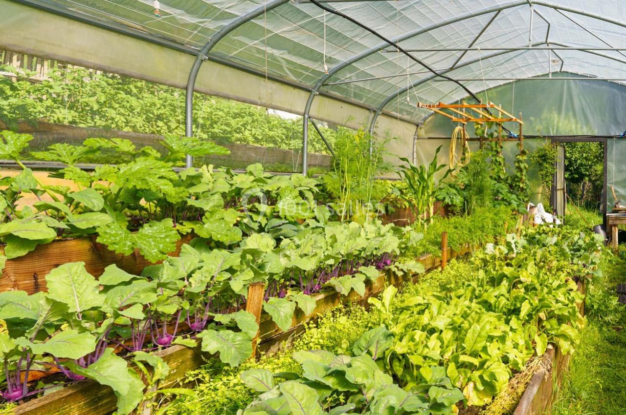 Serre avec des rangées de légumes verts et plantes en croissance sous une structure transparente.