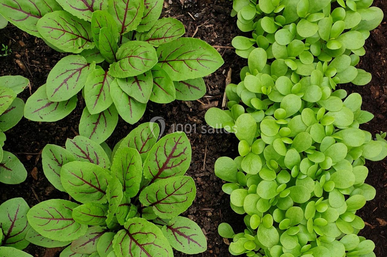 Jeunes pousses de plantes vertes, dont certaines avec des nervures rouges, poussant dans un sol sombre.