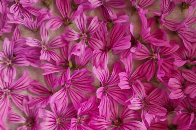 Fleurs roses et violettes aux pétales rayés disposées en motif serré sur une surface beige.
