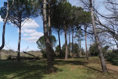 Terrain de pétanque en terre battue entouré d'arbres dans un espace naturel.