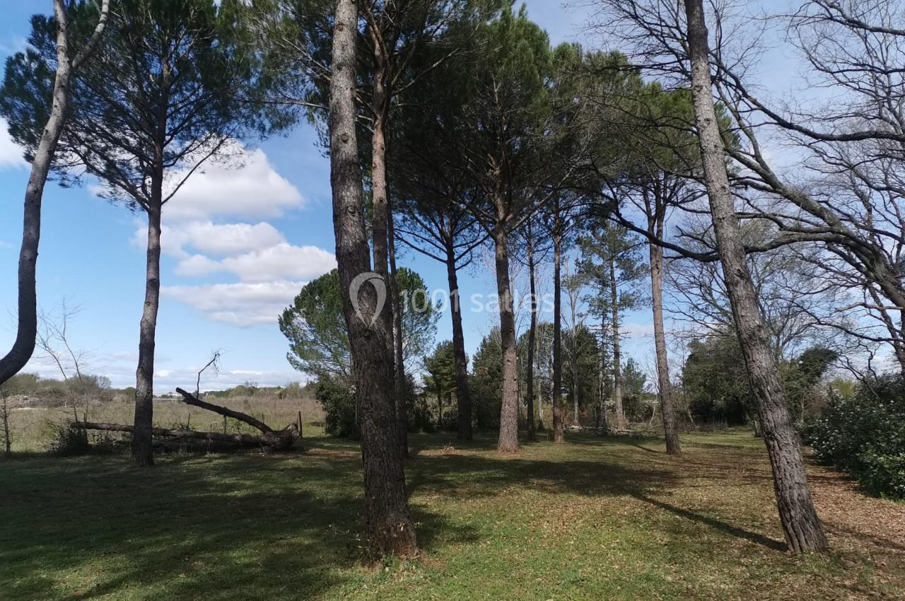 Forêt clairsemée avec des pins sous un ciel bleu parsemé de nuages, sol partiellement ombragé.