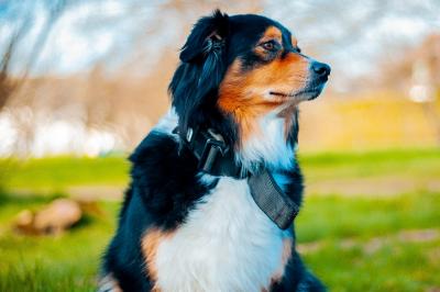 Clocher en pierre d'une église entouré de magnolias en fleurs sous un ciel bleu.
