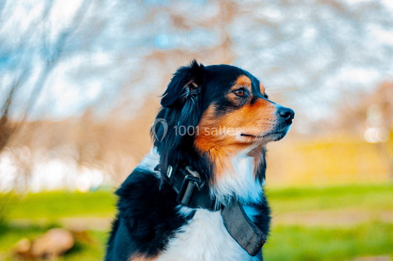 Chien tricolore assis sur l'herbe, regardant sur le côté, avec un paysage flou d'arbres et de ciel en arrière-plan.