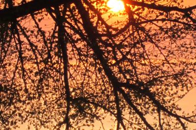 Alignement d'arbres taillés devant un bâtiment en pierre avec des fenêtres et des portes visibles.