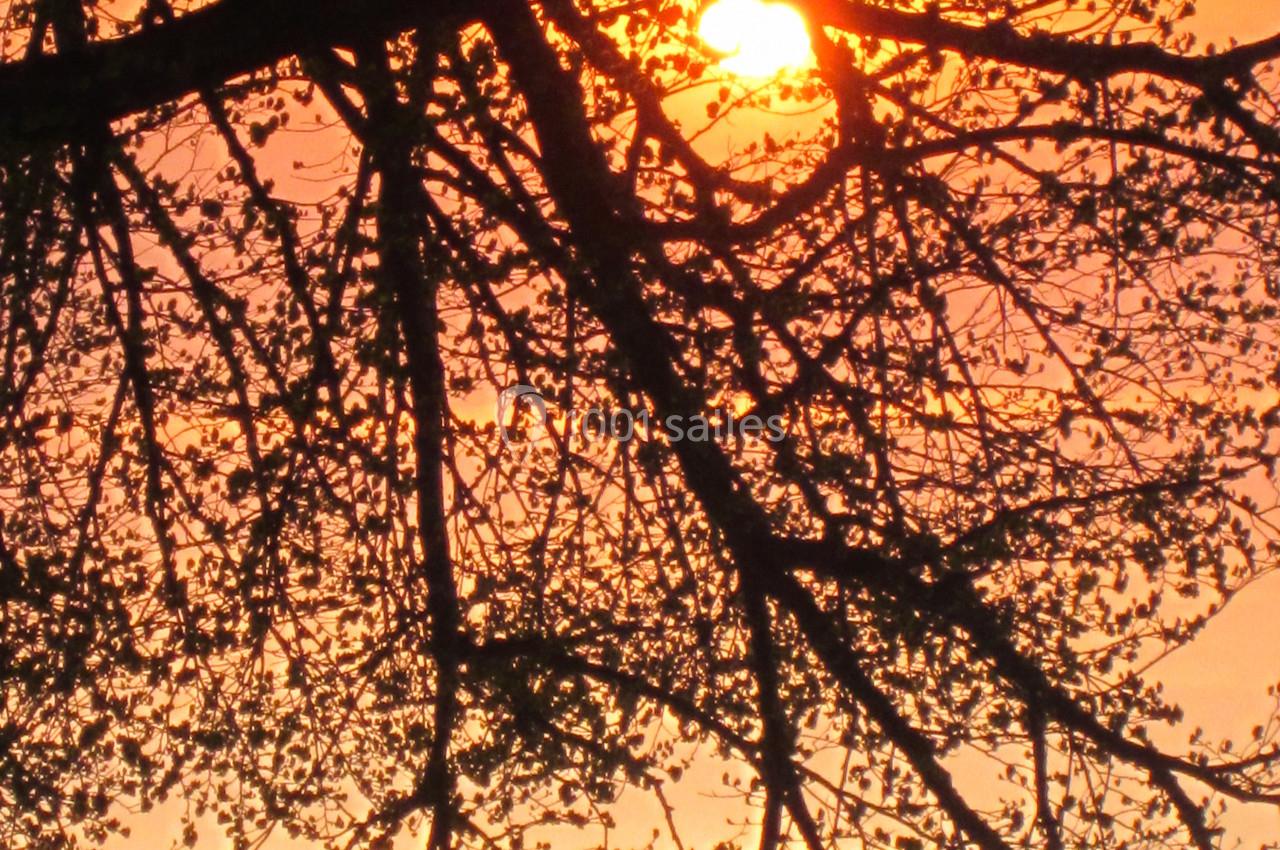 Coucher de soleil orange visible à travers les branches d'un arbre en contre-jour.