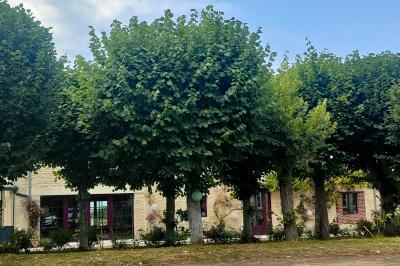 Alignement d'arbres taillés devant un bâtiment en pierre avec des fenêtres et des portes visibles.