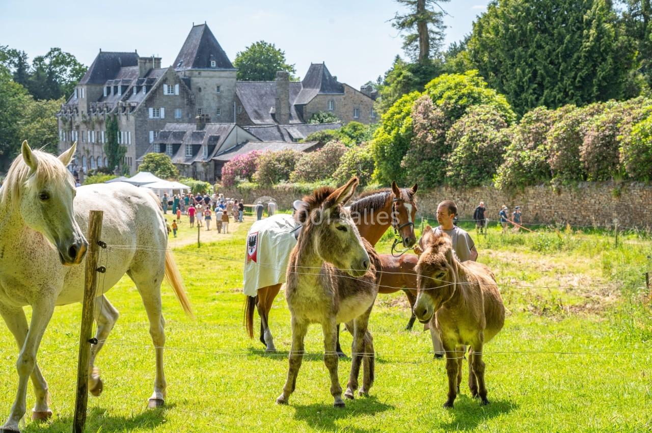 Chevaux et ânes dans un pré verdoyant près d'un château en pierre, avec des visiteurs en arrière-plan.
