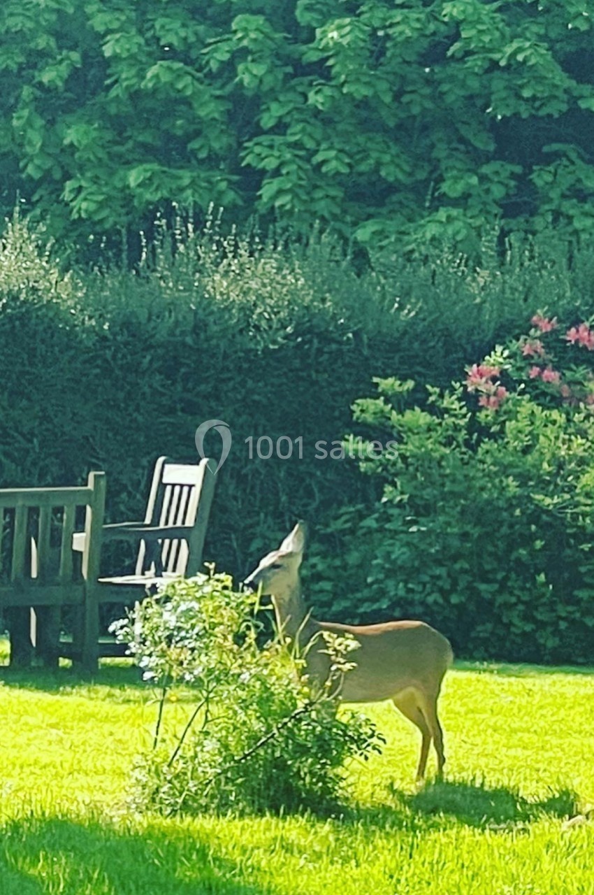 Un chevreuil debout sur une pelouse, près d'un buisson fleuri, avec des bancs en bois et des arbres en arrière-plan.